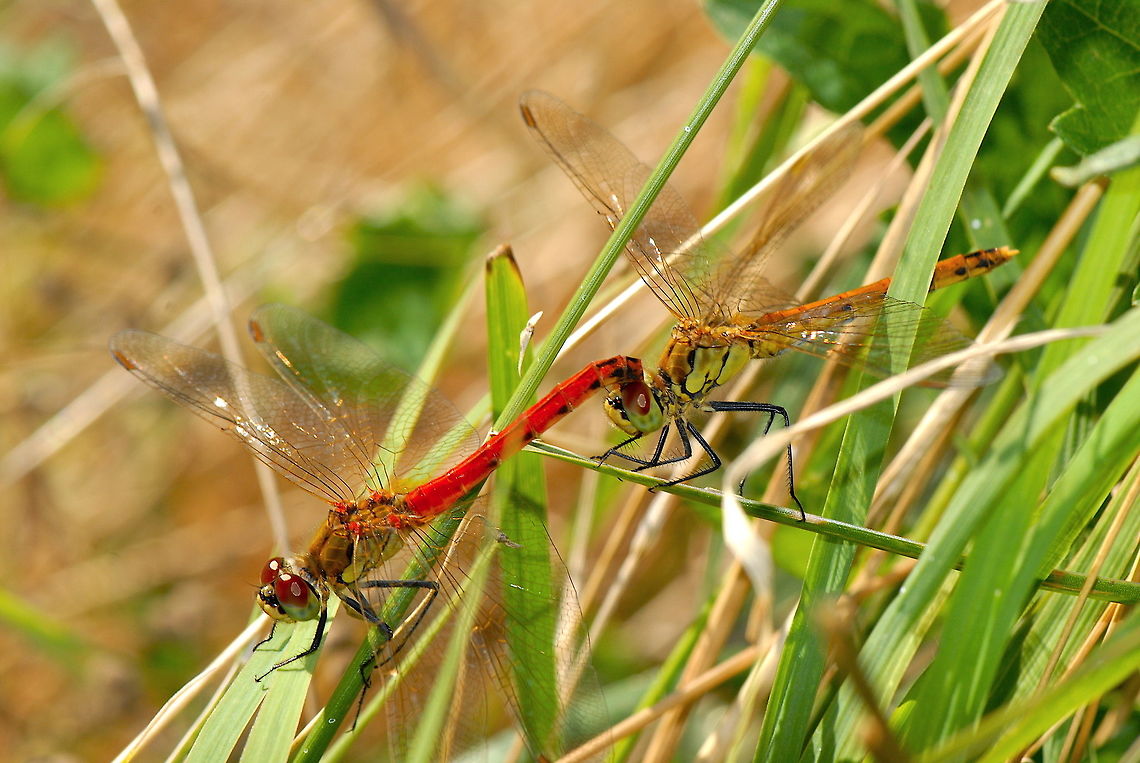 Sympetrum depressiusculum ♂ ♀  (tandem) France, Dr&ocirc;me, Pierrelatte, July 14, 2008, tandem among a multitude of individuals on this locality well known for the species where it lives accompanied by Sympetrum pedemontanum. France,Geotagged,Summer,Sympetrum depressiusculum
