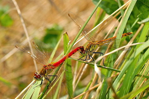 Sympetrum depressiusculum