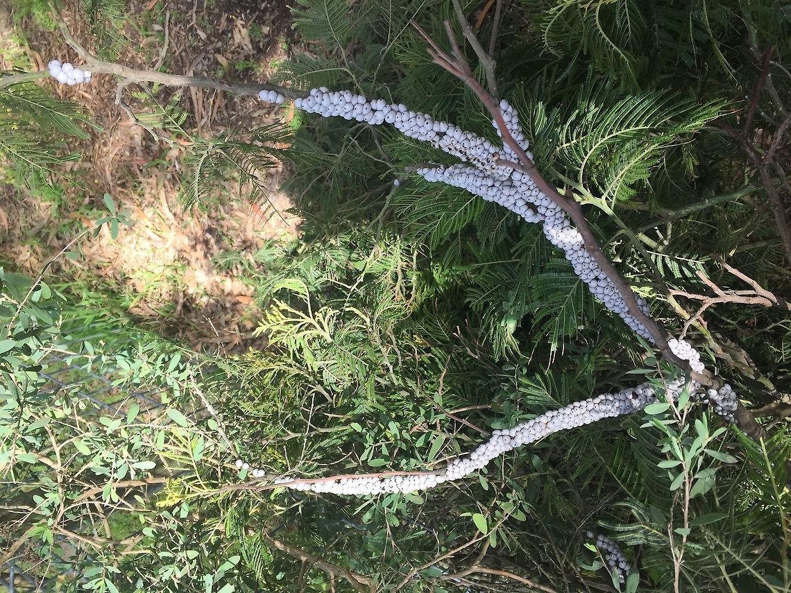 Cryptes  Baccatus White Tick Scale. Found on a Black Wattletree  Australia,Cryptes baccatus,Geotagged,Spring,Wattle Tick Scale