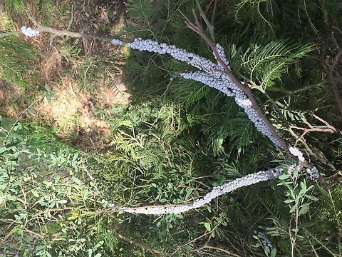 Cryptes  Baccatus White Tick Scale. Found on a Black Wattletree  Australia,Cryptes baccatus,Geotagged,Spring,Wattle Tick Scale