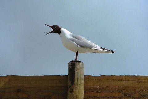 Black-headed Gull  Black-headed Gull,Chroicocephalus ridibundus,Geotagged,The Netherlands