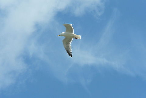 European Herring Gull (Larus argentatus)  European Herring Gull,Geotagged,Larus argentatus,The Netherlands
