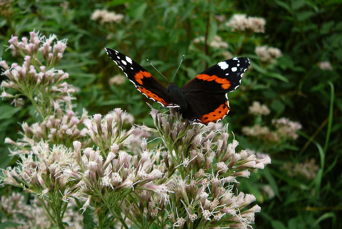 Butterfly  Butterfly,Red Admiral,Vanessa atalanta