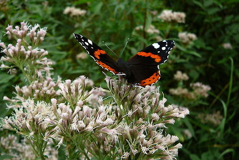 Butterfly  Butterfly,Red Admiral,Vanessa atalanta
