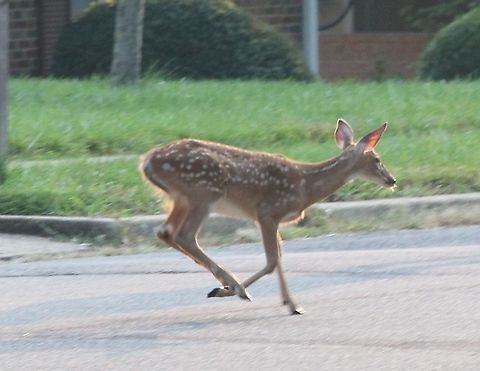 White-tailed Deer fawn  Geotagged,Odocoileus virginianus,Summer,United States,White-tailed deer