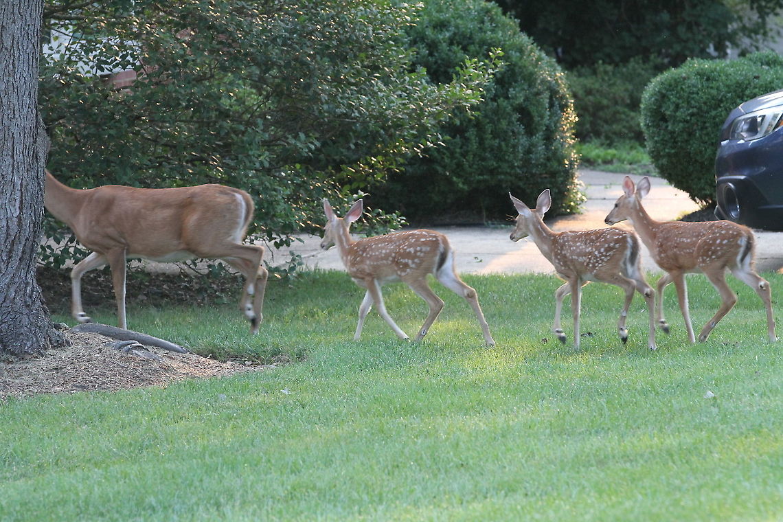 White-Tailed Deer family A White-Tailed Deer and three fawns Geotagged,Odocoileus virginianus,Summer,United States,White-tailed deer
