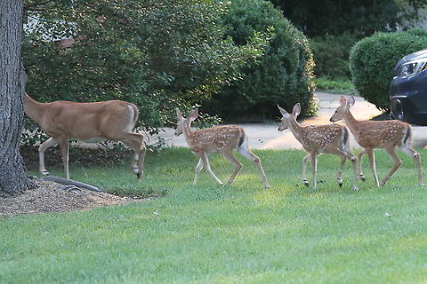 White-Tailed Deer family A White-Tailed Deer and three fawns Geotagged,Odocoileus virginianus,Summer,United States,White-tailed deer