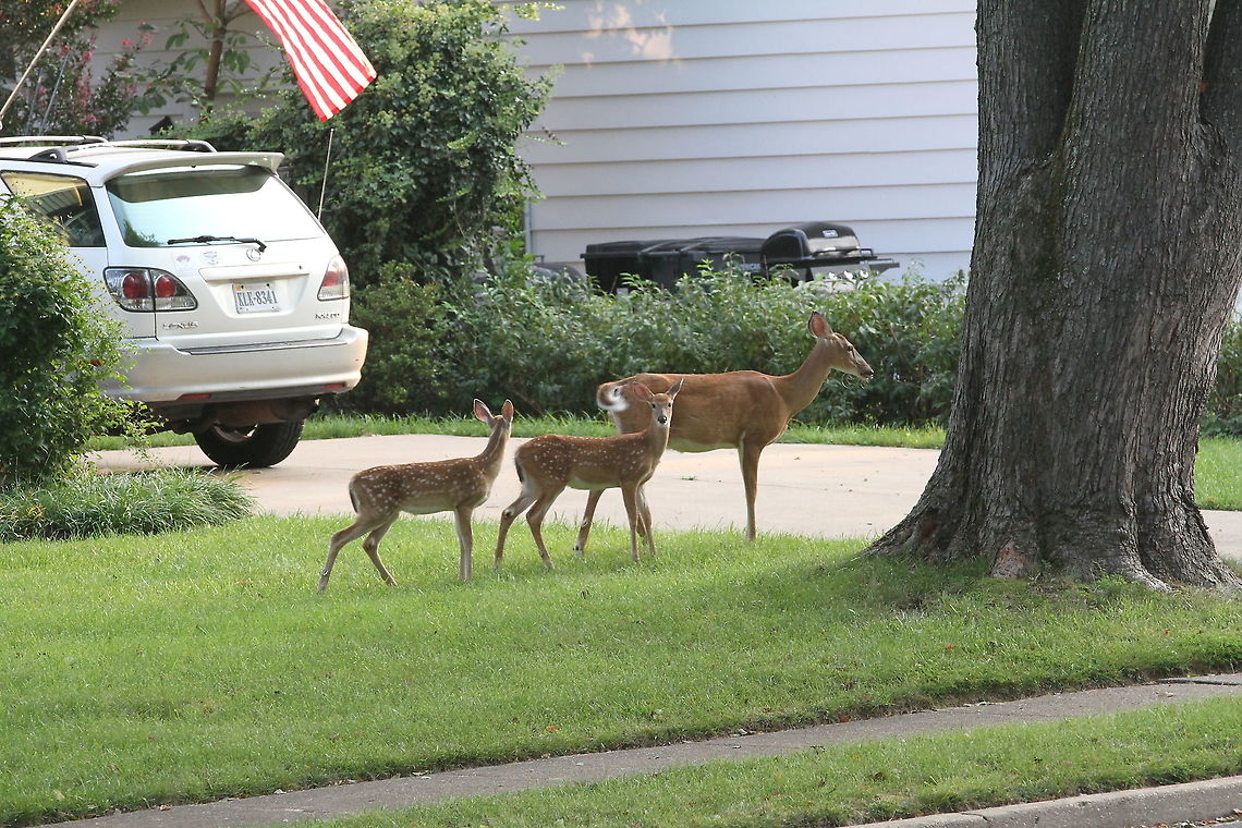 White-Tailed Deer family A White-Tailed Deer and three fawns (you can&#039;t see one of them) Geotagged,Odocoileus virginianus,Summer,United States,White-tailed deer