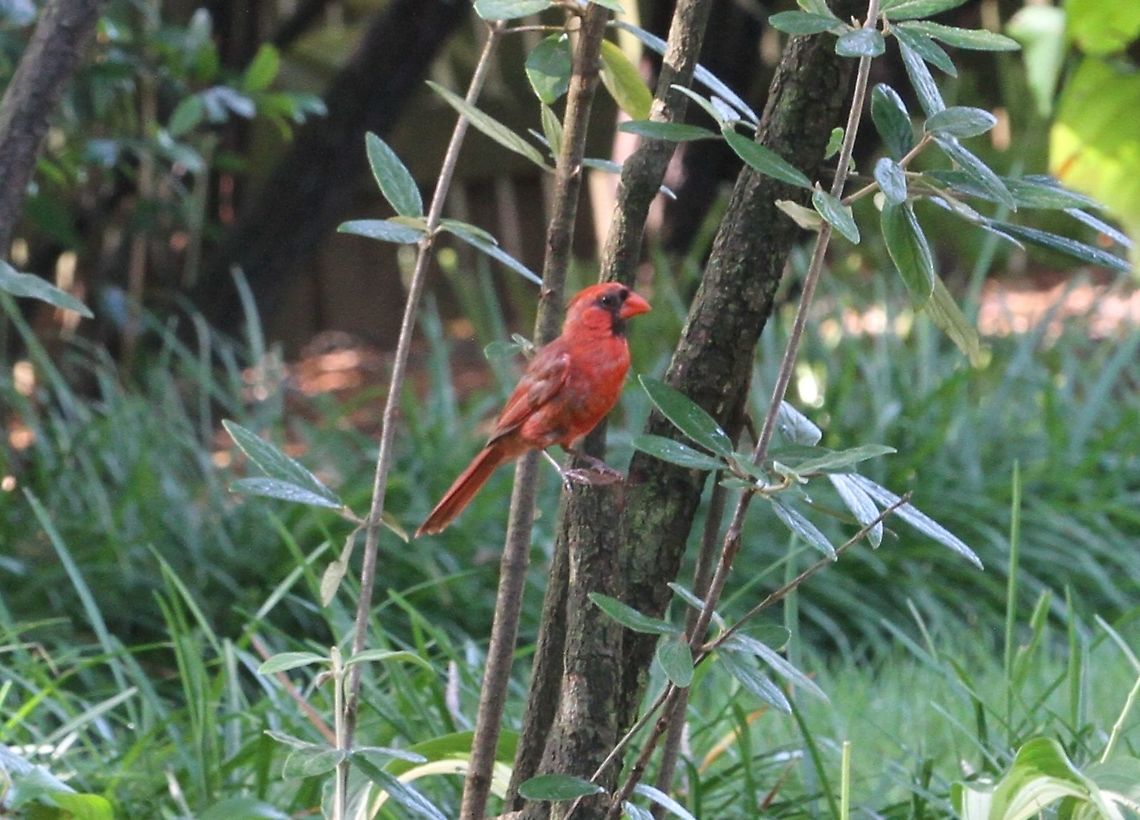 Red Cardinal  Cardinalis cardinalis,Geotagged,Northern Cardinal,Summer,United States