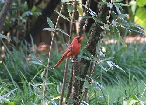 Red Cardinal  Cardinalis cardinalis,Geotagged,Northern Cardinal,Summer,United States