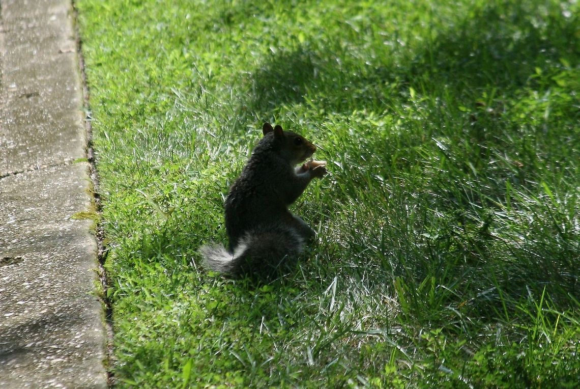 Grey Squirrel  Eastern gray squirrel,Geotagged,Sciurus carolinensis,Summer,United States