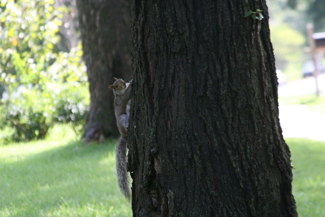 Grey Squirrel in a tree  Eastern gray squirrel,Geotagged,Sciurus carolinensis,Summer,United States