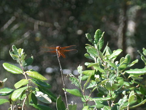 Flame Skimmer Dragonfly  Flame skimmer,Geotagged,Libellula saturata,Summer,United States