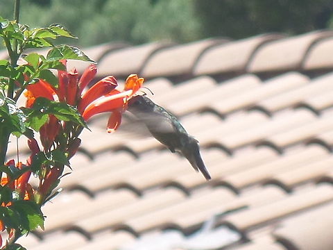 Hummingbird  Geotagged,United States,Winter