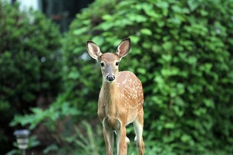White-tailed Deer fawn  Geotagged,Odocoileus virginianus,Summer,United States,White-tailed deer