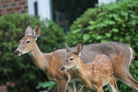 White-Tailed Deer  Geotagged,Odocoileus virginianus,Summer,United States,White-tailed deer