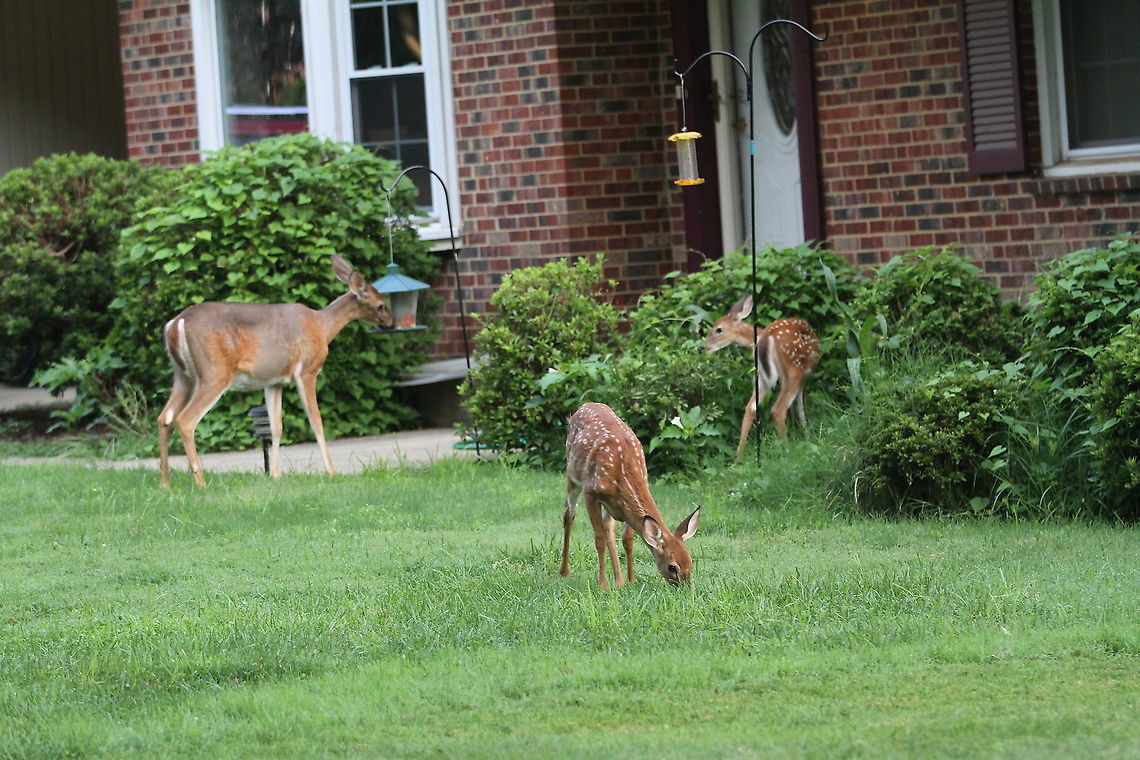 White-Tailed Deer family Breakfast time!<br />
 Geotagged,Odocoileus virginianus,Summer,United States,White-tailed deer