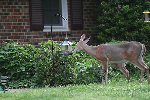 White-Tailed Deer eating bird food  Geotagged,Odocoileus virginianus,Summer,United States,White-tailed deer