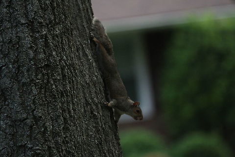 Grey Squirrel  Eastern gray squirrel,Geotagged,Sciurus carolinensis,Summer,United States