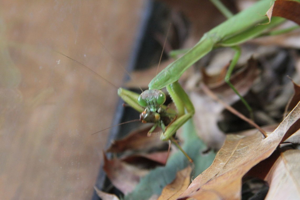 Praying Mantis Snack!  European Mantis,Fall,Geotagged,Mantis religiosa,United States