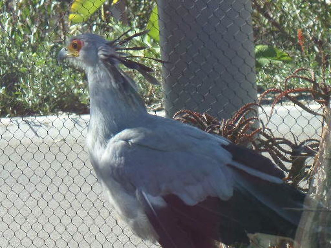 Secretary Bird  Geotagged,Sagittarius serpentarius,Secretary Bird,United States,Winter