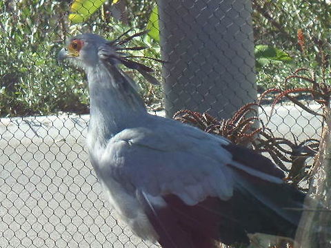 Secretary Bird  Geotagged,Sagittarius serpentarius,Secretary Bird,United States,Winter