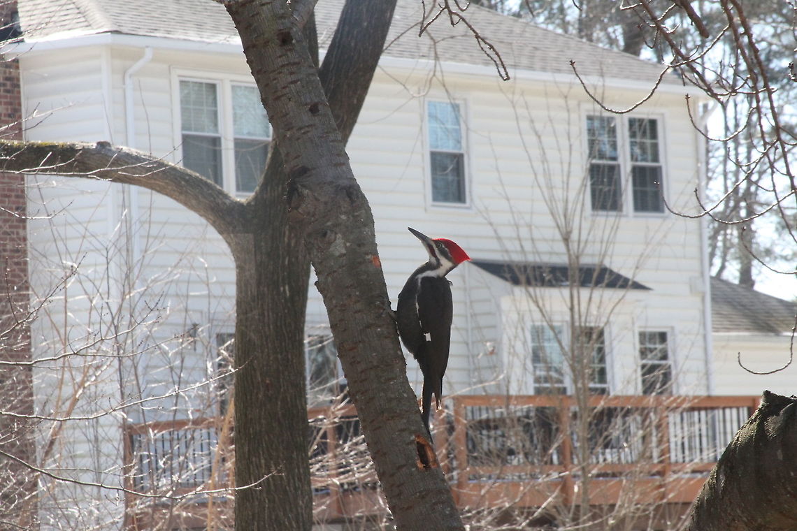 Pileated Woodpecker  Dryocopus pileatus,Geotagged,Pileated Woodpecker,United States,Winter