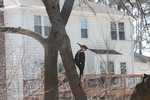 Pileated Woodpecker  Dryocopus pileatus,Geotagged,Pileated Woodpecker,United States,Winter