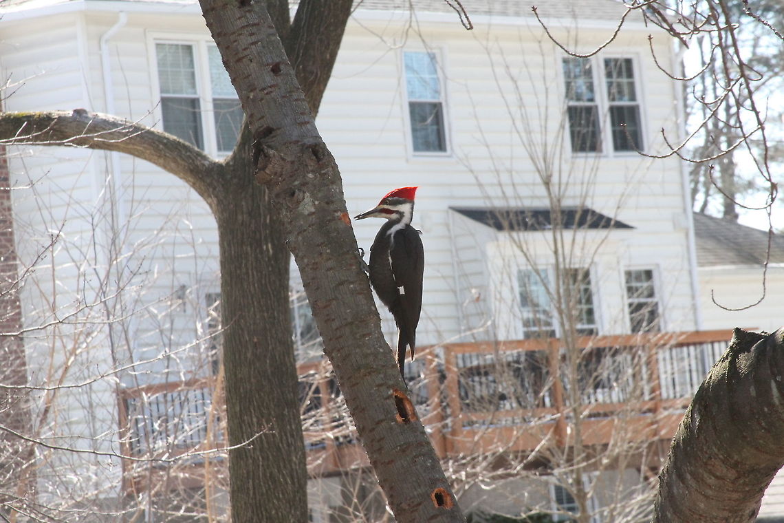 Pileated Woodpecker  Dryocopus pileatus,Geotagged,Pileated Woodpecker,United States,Winter