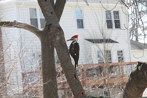 Pileated Woodpecker  Dryocopus pileatus,Geotagged,Pileated Woodpecker,United States,Winter