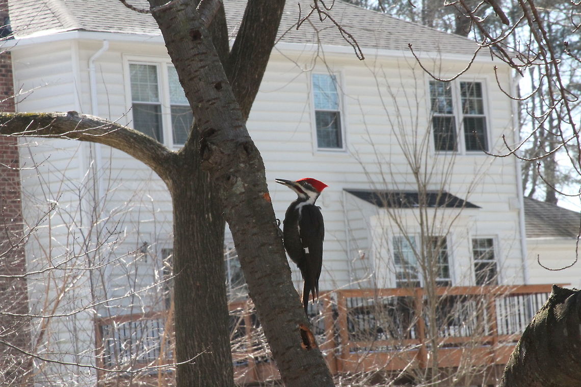 Pil-woodpecker  Dryocopus pileatus,Geotagged,Pileated Woodpecker,United States,Winter