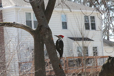 Pil-woodpecker  Dryocopus pileatus,Geotagged,Pileated Woodpecker,United States,Winter