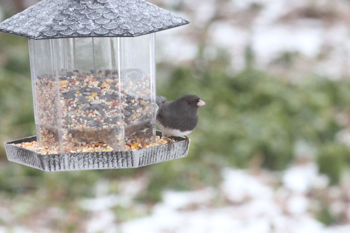 Dark Eyed Junco  Dark-eyed junco,Geotagged,Junco hyemalis,United States