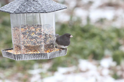 Dark Eyed Junco  Dark-eyed junco,Geotagged,Junco hyemalis,United States