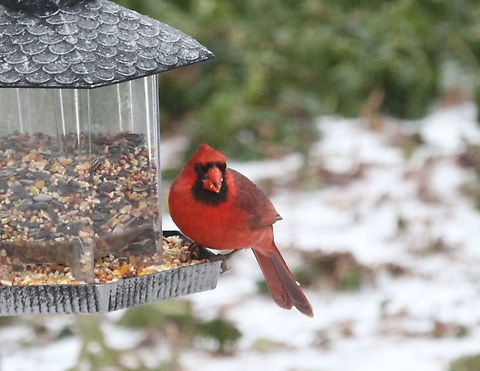 Northern Cardinal  Cardinalis cardinalis,Geotagged,Northern Cardinal,United States
