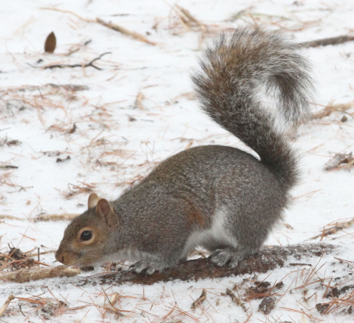 Eastern Grey Squirrel  Eastern gray squirrel,Geotagged,Sciurus carolinensis,United States