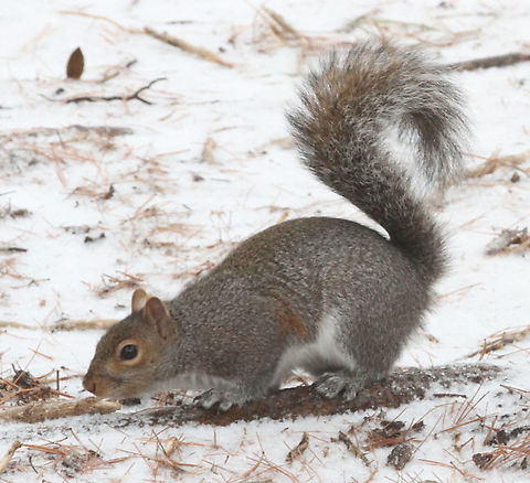 Eastern Grey Squirrel  Eastern gray squirrel,Geotagged,Sciurus carolinensis,United States