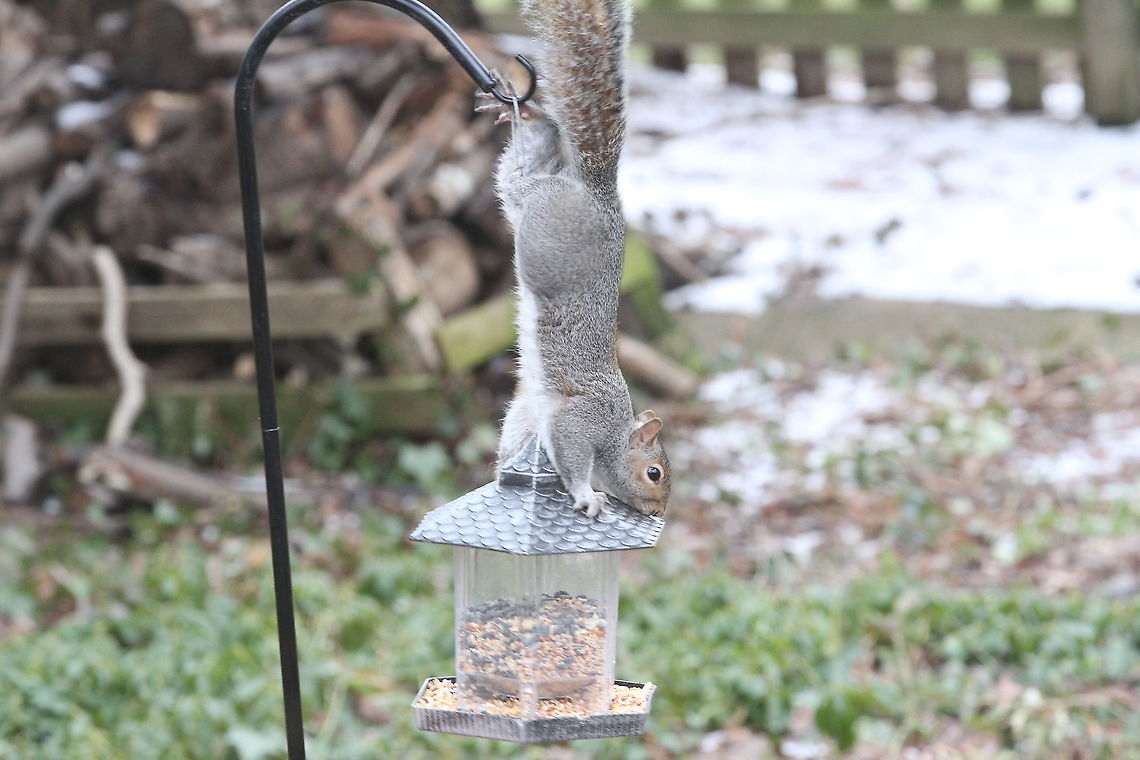 Eastern Grey Squirrel  Eastern gray squirrel,Geotagged,Sciurus carolinensis,United States,Winter