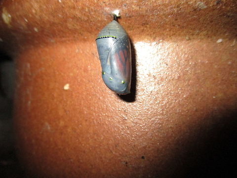 Monarch Butterfly Chrysalis We had a ton of Monarch Butterflies lay eggs on our milkweed plant, and we had dozens of monarch caterpillars. Danaus plexippus,Geotagged,Monarch butterfly,Summer,United States