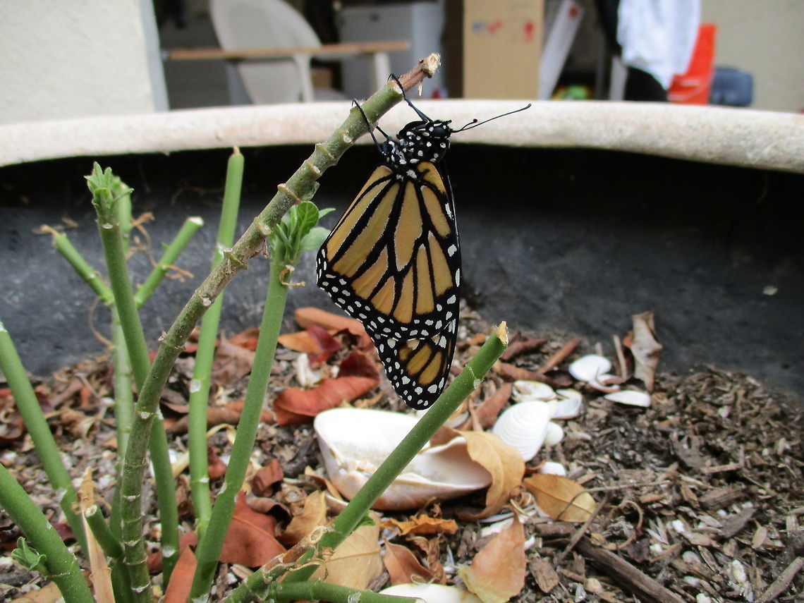 Monarch Butterfly One of the many monarch butterflies on our milkweed plant.  Danaus plexippus,Geotagged,Monarch butterfly,Summer,United States
