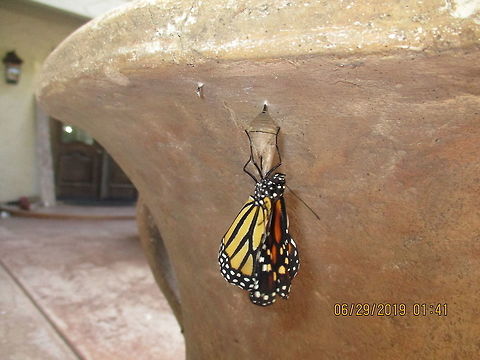 Monarch Butterfly It just came out of its chrysalis! Danaus plexippus,Geotagged,Monarch butterfly,Summer,United States