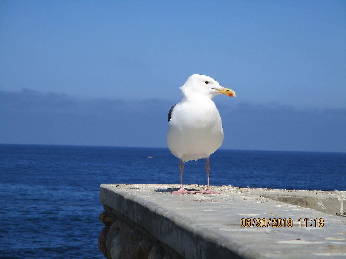 California Gull California Gull at La Jolla<br />
 California gull,Geotagged,Larus californicus,Summer,United States