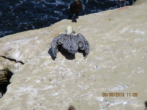 Brown Pelican Brown Pelican at La Jolla Brown pelican,Geotagged,Pelecanus occidentalis,Summer,United States