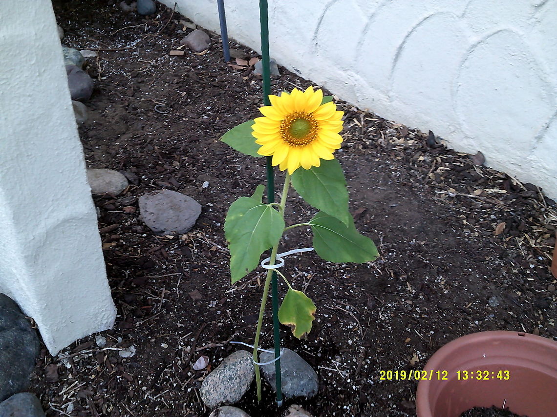 Sunflower  Common sunflower,Geotagged,Helianthus annuus,United States,Winter