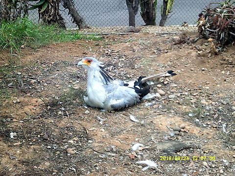 Secretary Bird I took this picture at the San Diego Zoo Geotagged,Sagittarius serpentarius,San Diego Zoo,Secretary Bird,United States