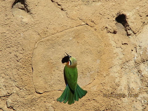 White Fronted Bee Eater - Merops bullockoides This is a white fronted bee eater, at the San Diego Zoo. Geotagged,Merops bullockoides,Summer,United States,White-fronted Bee-Eater