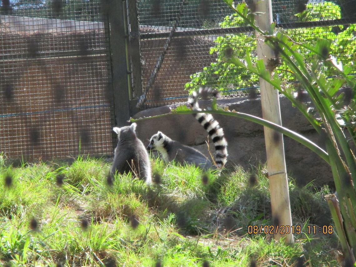 Ring-tailed lemur - Lemur catta We went to the San Diego Zoo, and I took this picture there Geotagged,Lemur catta,Ring-tailed lemur,Summer,United States
