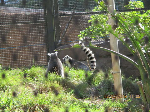 Ring-tailed lemur - Lemur catta We went to the San Diego Zoo, and I took this picture there Geotagged,Lemur catta,Ring-tailed lemur,Summer,United States