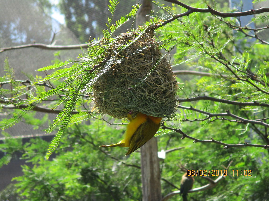 Taveta Weaver in its nest  Geotagged,Ploceus castaneiceps,Summer,Taveta weaver,United States