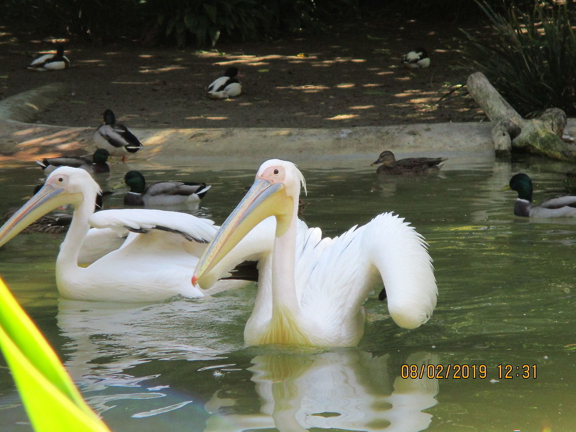 Great White Pelican - Pelecanus onocrotalus  Geotagged,Great white pelican,Pelecanus onocrotalus,San Diego Zoo,Summer,United States